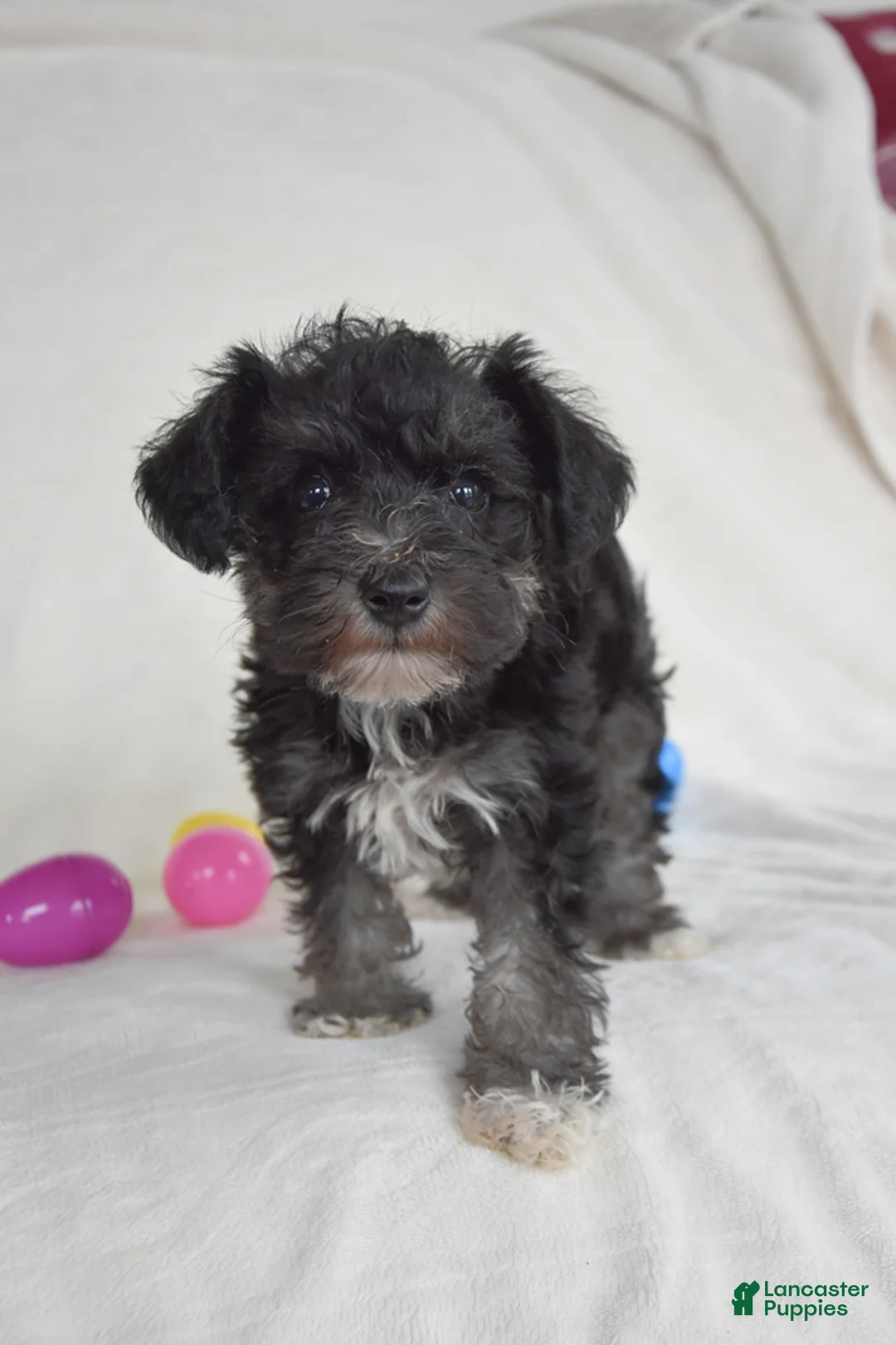 Miniature Schnauzer dogs for sale: Timber - Ad 3