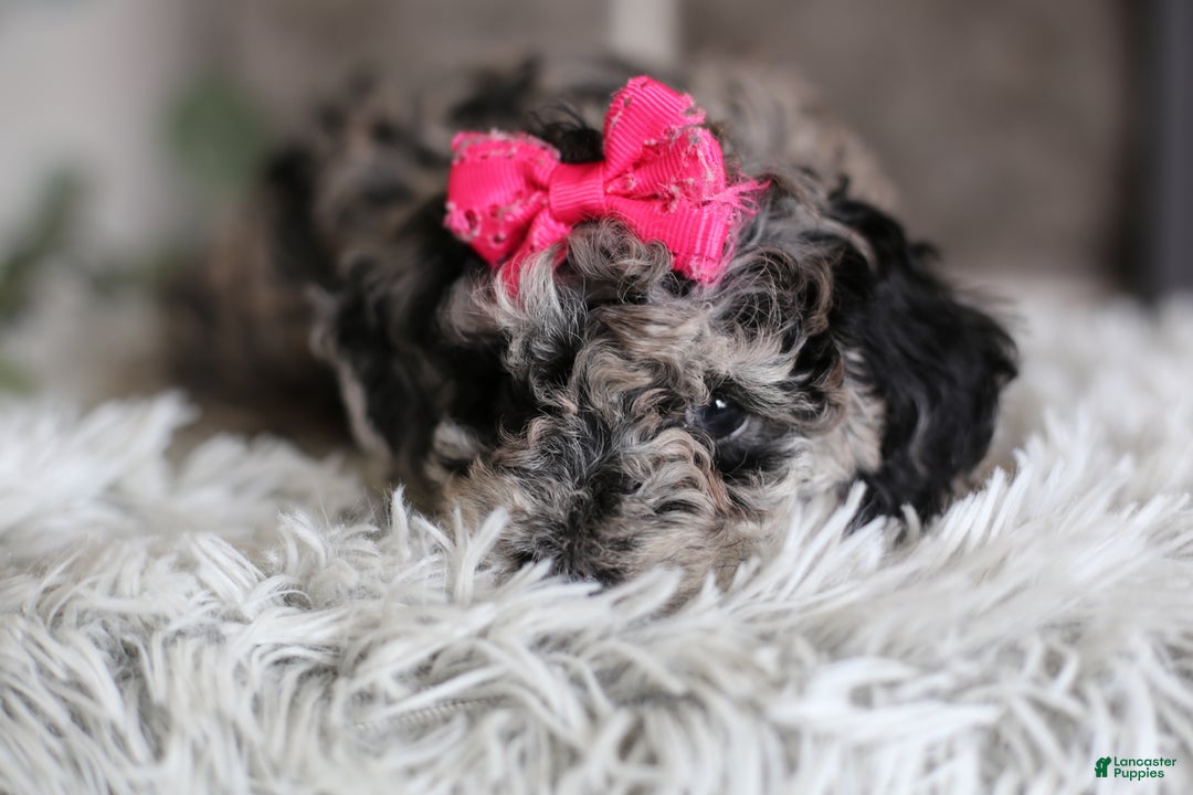 Miniature Poodle dogs for sale: Joy - Ad 12
