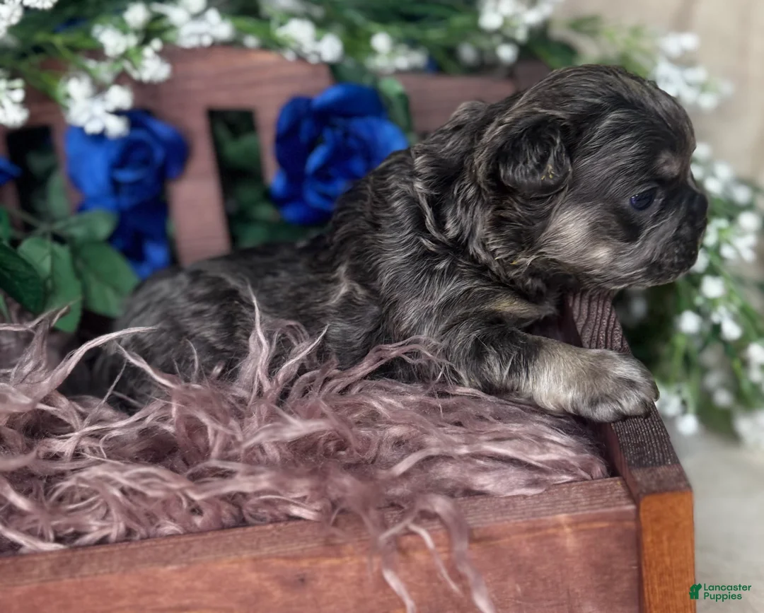 French Bulldog dogs for sale: TWINKLE - Ad 8