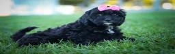 Cavapoo dogs for sale: BELLA - Ad 11