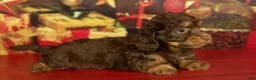 Mixed Breed dogs for sale: Queenie - Ad 3
