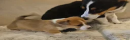 Mixed Breed dogs for sale: Apollo - Ad 11