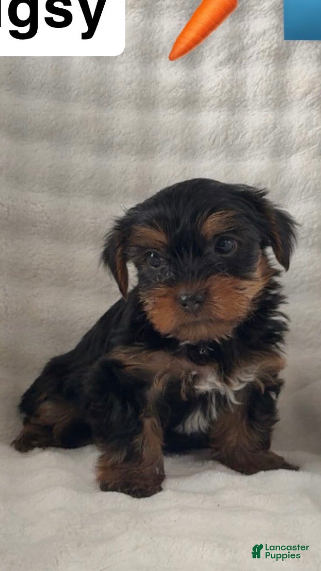 Yorkshire Terrier dogs Yorkshire Terrier Puppy 2 - Ad 1