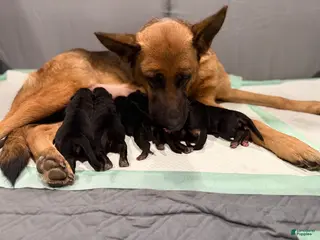 German Shepherd dogs German Shepherd Puppy 3 - Ad 41