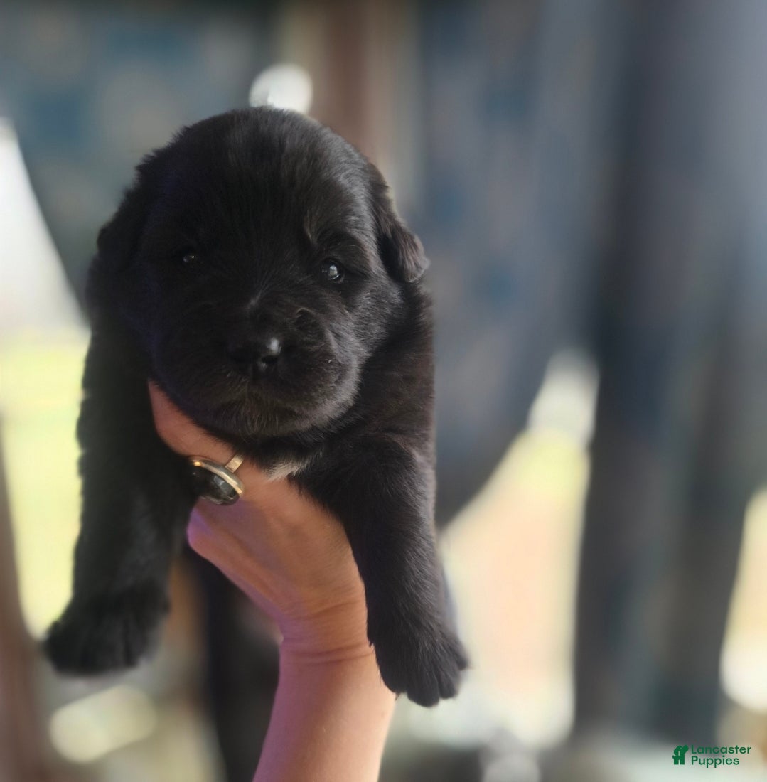 Mixed Breed dogs Starlight - Ad 9