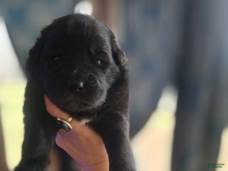 Mixed Breed dogs Starlight - Ad 3