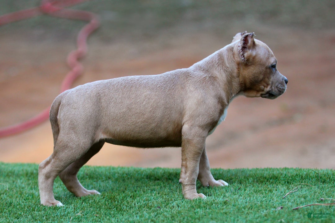 American Bully dogs for sale: Fawn Female - Ad 2