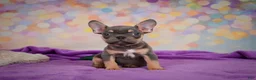 French Bulldog dogs for sale: Bobby - Ad 5