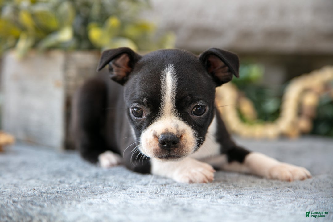 Boston Terrier dogs for sale: Fuchsia - Ad 2
