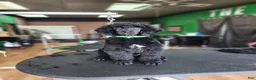 Standard Poodle dogs for sale: Standard Poodle Puppy  - Ad 5