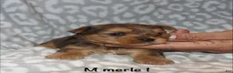 Yorkshire Terrier dogs for sale: Merle male 1 - Ad 4