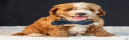 Mini Goldendoodle dogs for sale: Scout - Ad 3