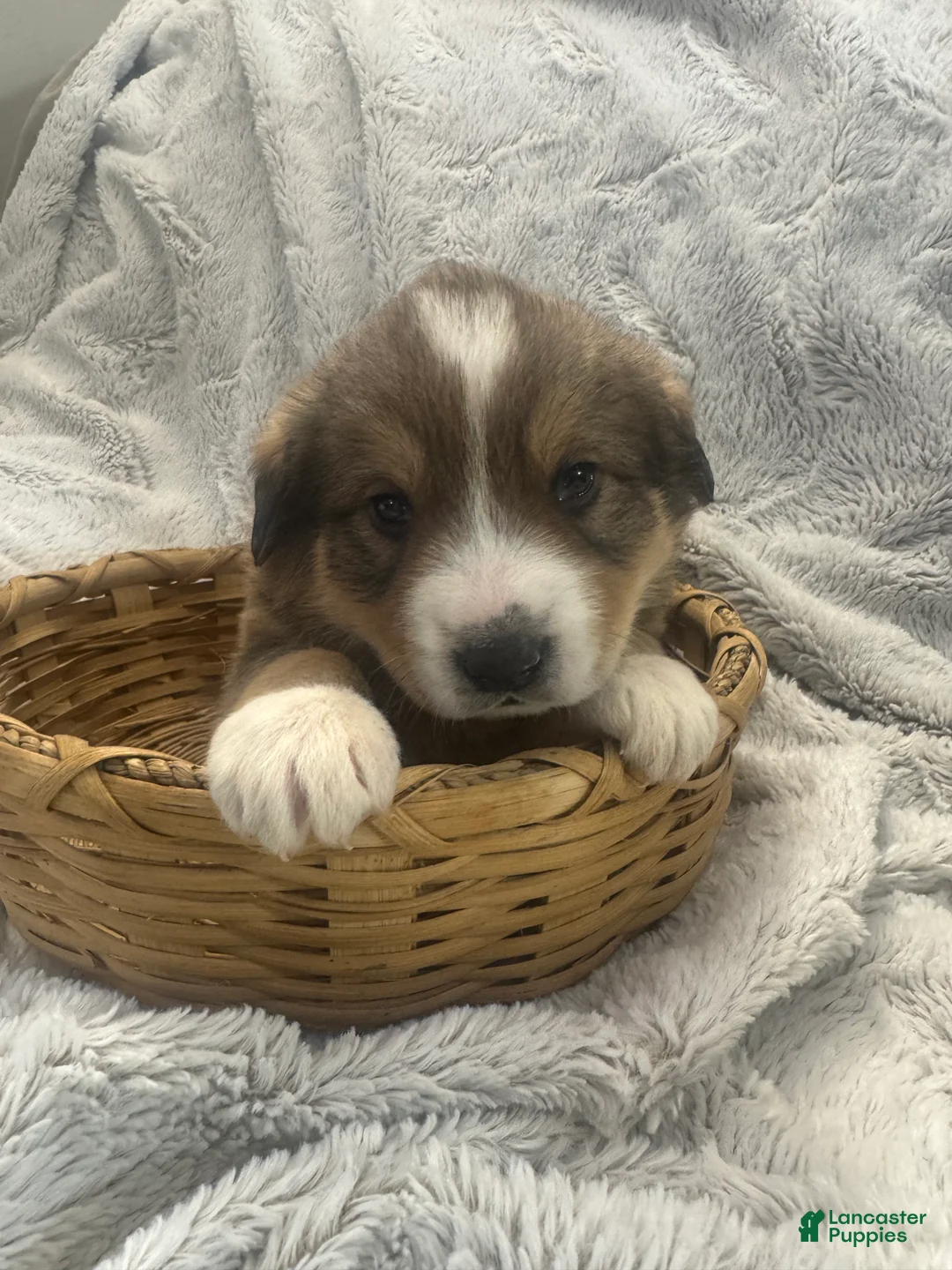 Mixed Breed dogs for sale: Jasper - Ad 5