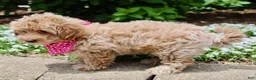 Maltipoo dogs for sale: Sugar - Ad 7