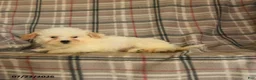 Mixed Breed dogs for sale: Una  - Ad 4