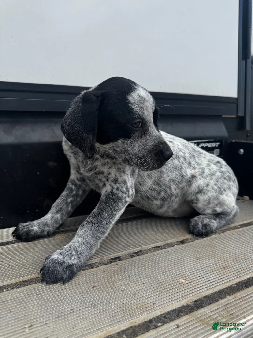 Mixed Breed dogs for sale: Shadow - Ad 2