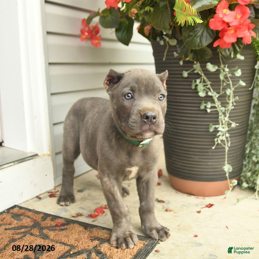 Cane Corso dogs Mason  - Ad 2