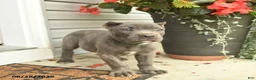 Cane Corso dogs for sale: Mason  - Ad 2