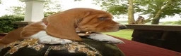 Basset Hound dogs for sale: Basset Hound 2 Buford - Ad 2