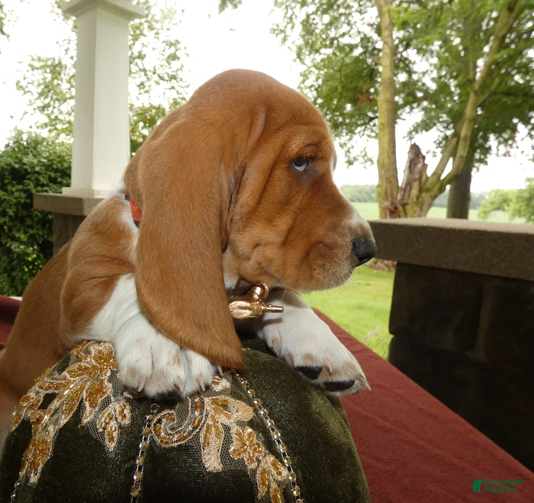 Basset Hound dogs for sale: Basset Hound 2 Buford - Ad 2