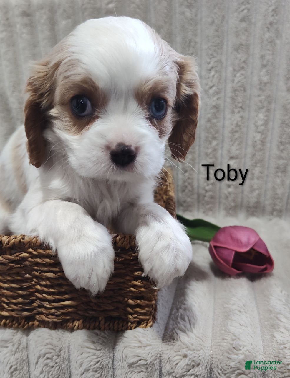Cavalier King Charles Spaniel dogs Toby  - Ad 1