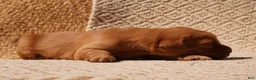 Golden Retriever dogs for sale: Daisy -AKC, Genetically Clear - Ad 81