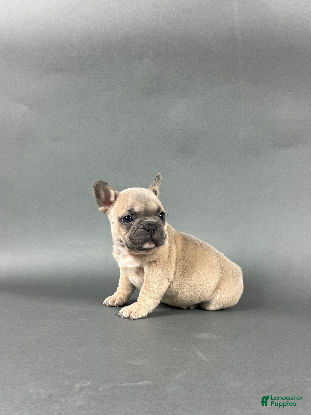 French Bulldog dogs for sale: Milo - Ad 3