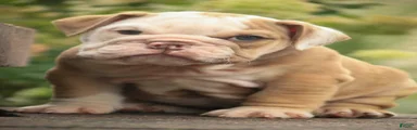Tammy English Bulldog 
