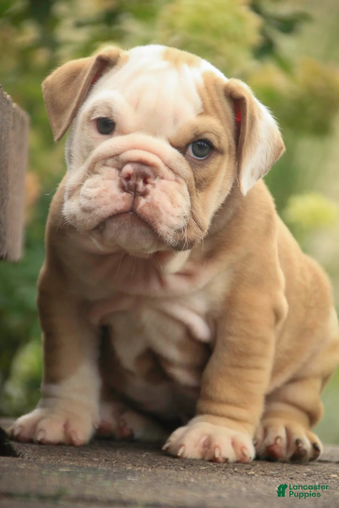 English Bulldog dogs for sale: Tammy English Bulldog  - Ad 1