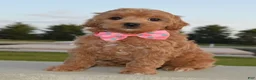 Shihpoo dogs for sale: Sadie - Ad 7