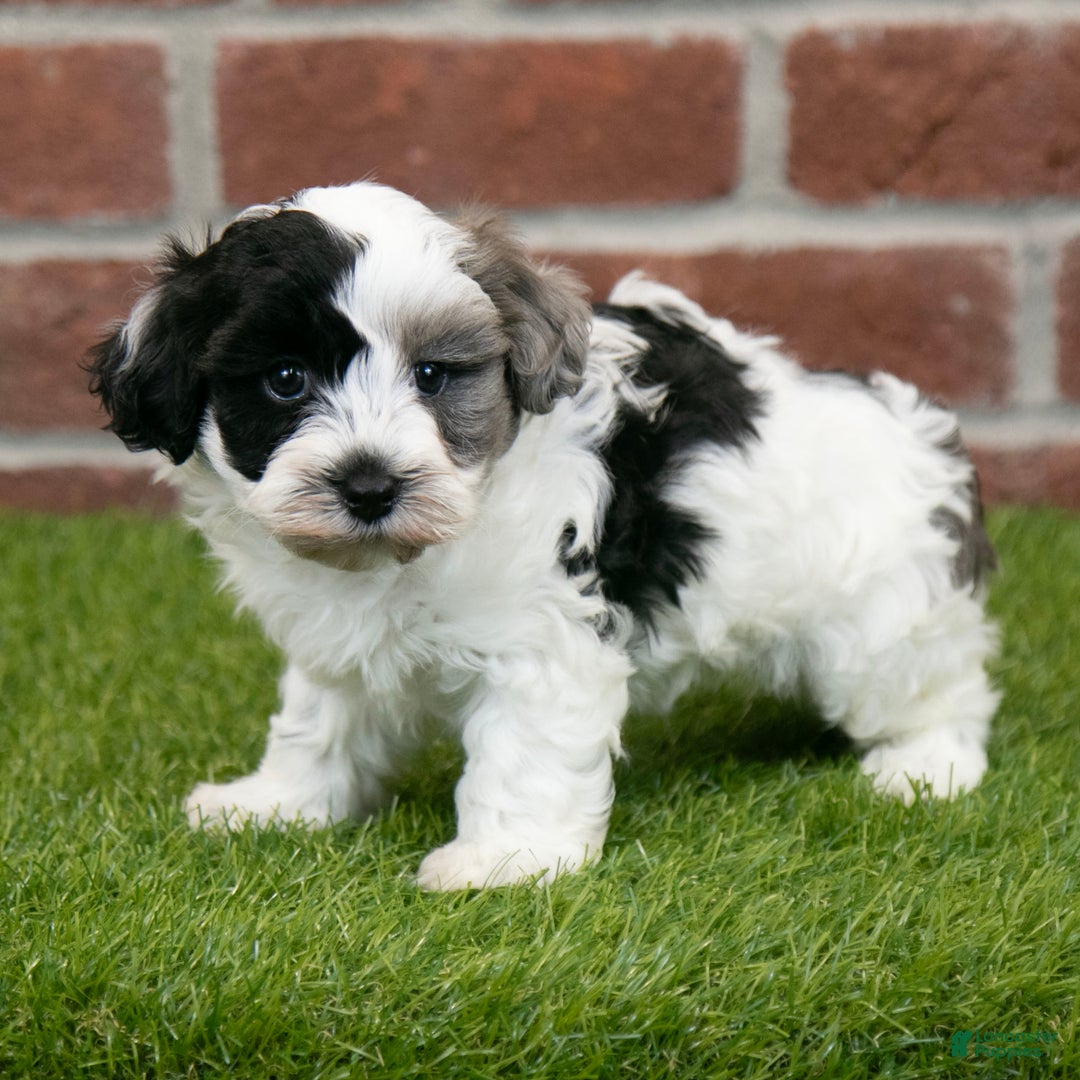 Havapoo dogs for sale: Bear - Ad 2