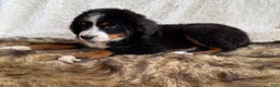 Bernedoodle dogs for sale: Whiskey ❤️ - Ad 4