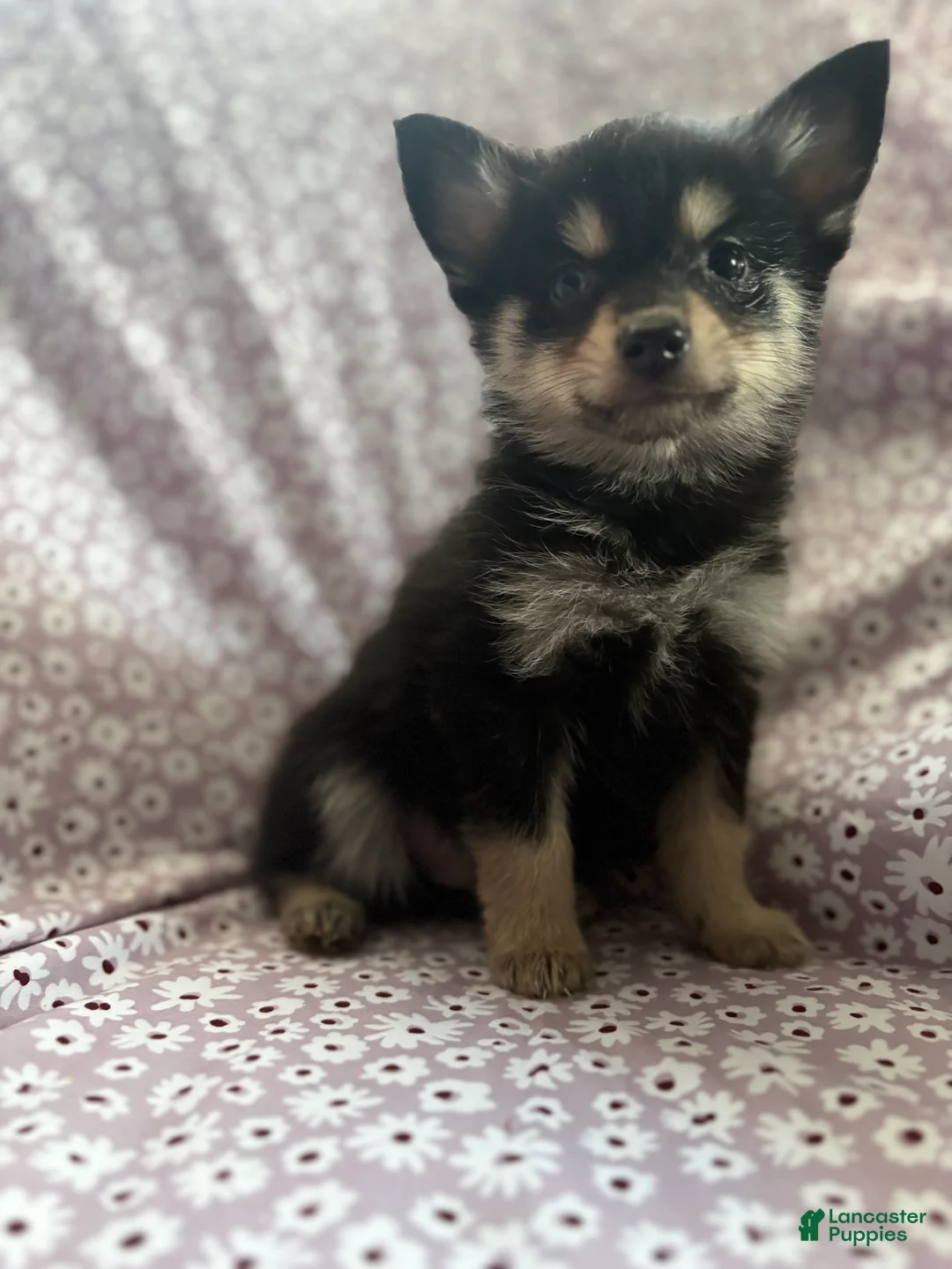 Pomsky dogs for sale: Scar Pomsky Puppy 4 - Ad 4