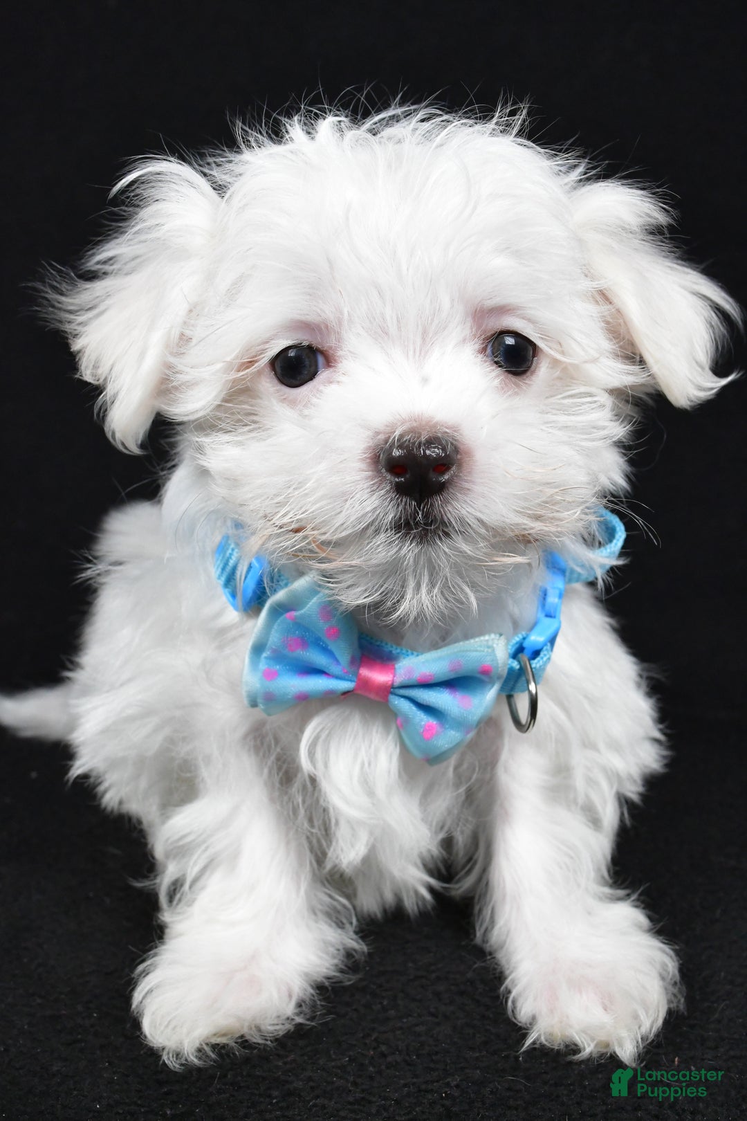 Maltese dogs for sale: Luke - Ad 6