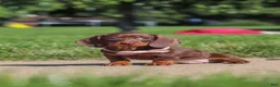 Miniature Dachshund dogs for sale: Lily - Ad 7
