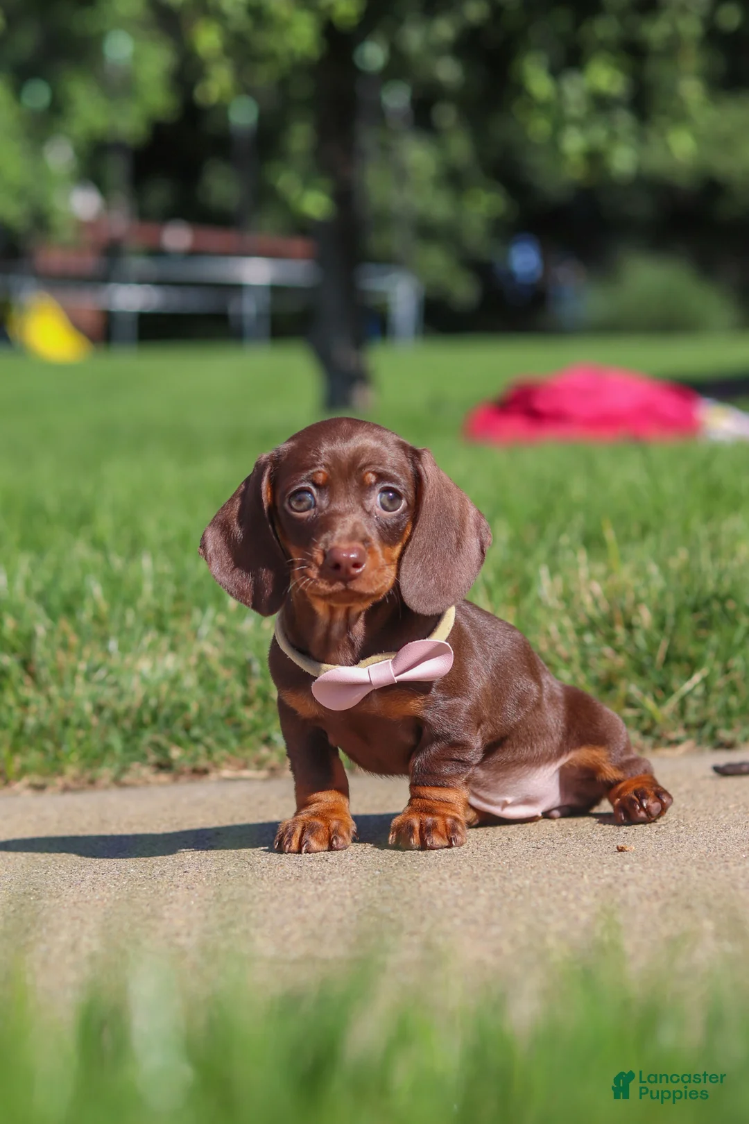 Miniature Dachshund dogs for sale: Lily - Ad 7