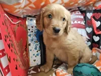 Golden Retriever dogs Garfielder (Reddish fur coat) - Ad 16