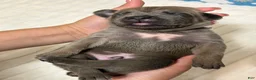 Cane Corso dogs for sale: yogi- brown collar  - Ad 3