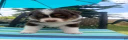 Australian Shepherd dogs for sale: Australian Shepherd Puppy 4 - Ad 2