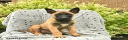 Belgian Malinois dogs for sale: Tulip  - Ad 3