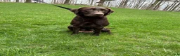 Labrador Retriever dogs for sale: Teddy  - Ad 7