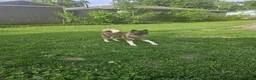 Akita dogs for sale: Akita Puppy 1 - Ad 7