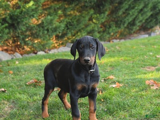 Doberman Pinscher dogs Akira - Ad 9
