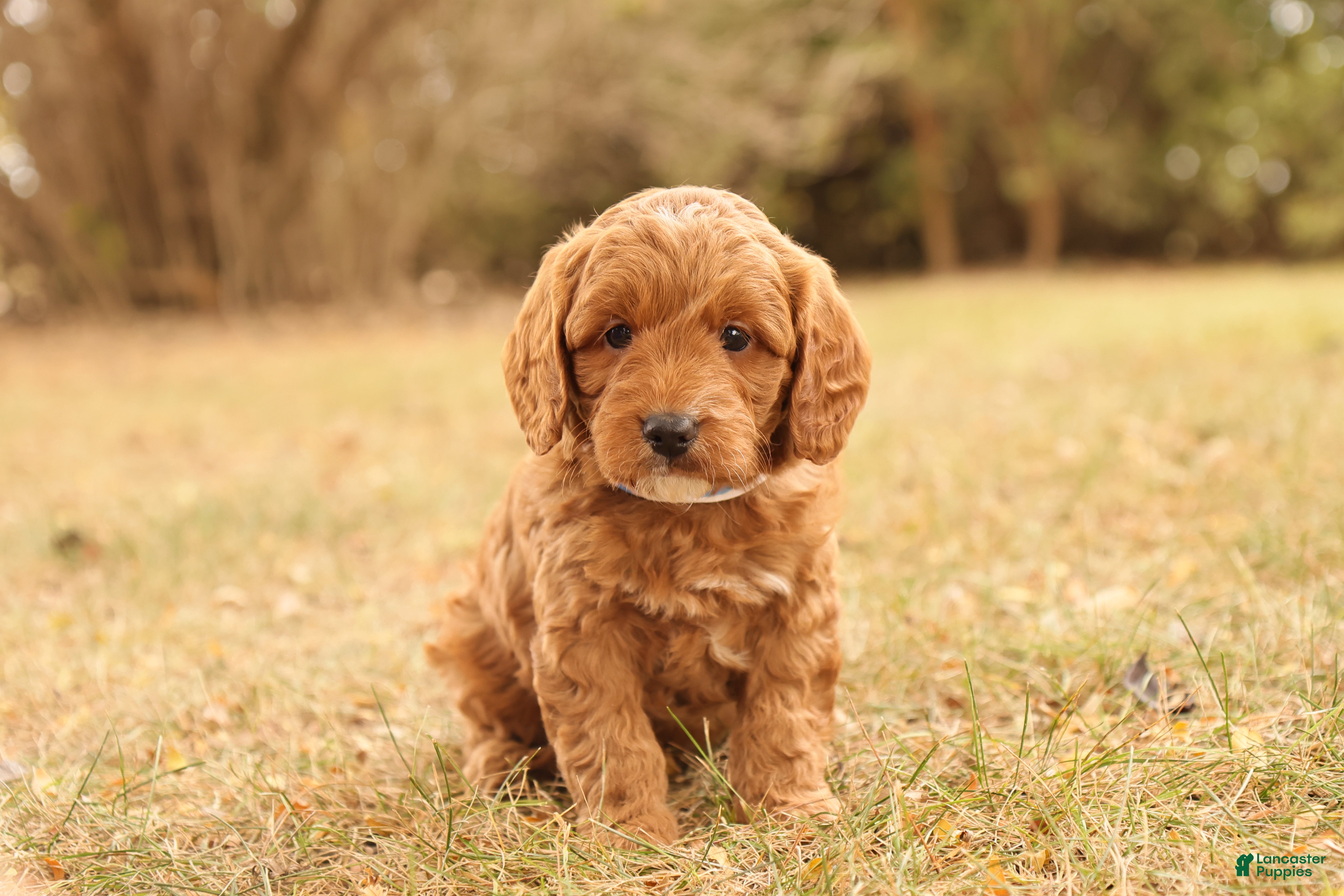 Mini Goldendoodle dogs Oakley - Ad 31