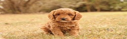 Mini Goldendoodle dogs for sale: Oakley - Ad 1