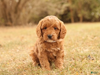Mini Goldendoodle dogs - Ad 23