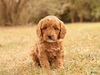 Mini Goldendoodle dogs Oakley - Ad 17