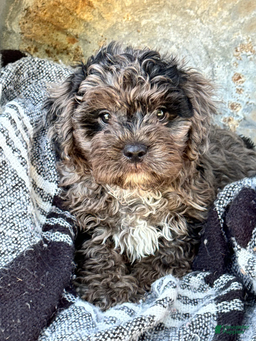 Cavapoo dogs for sale: Atlas - Ad 2