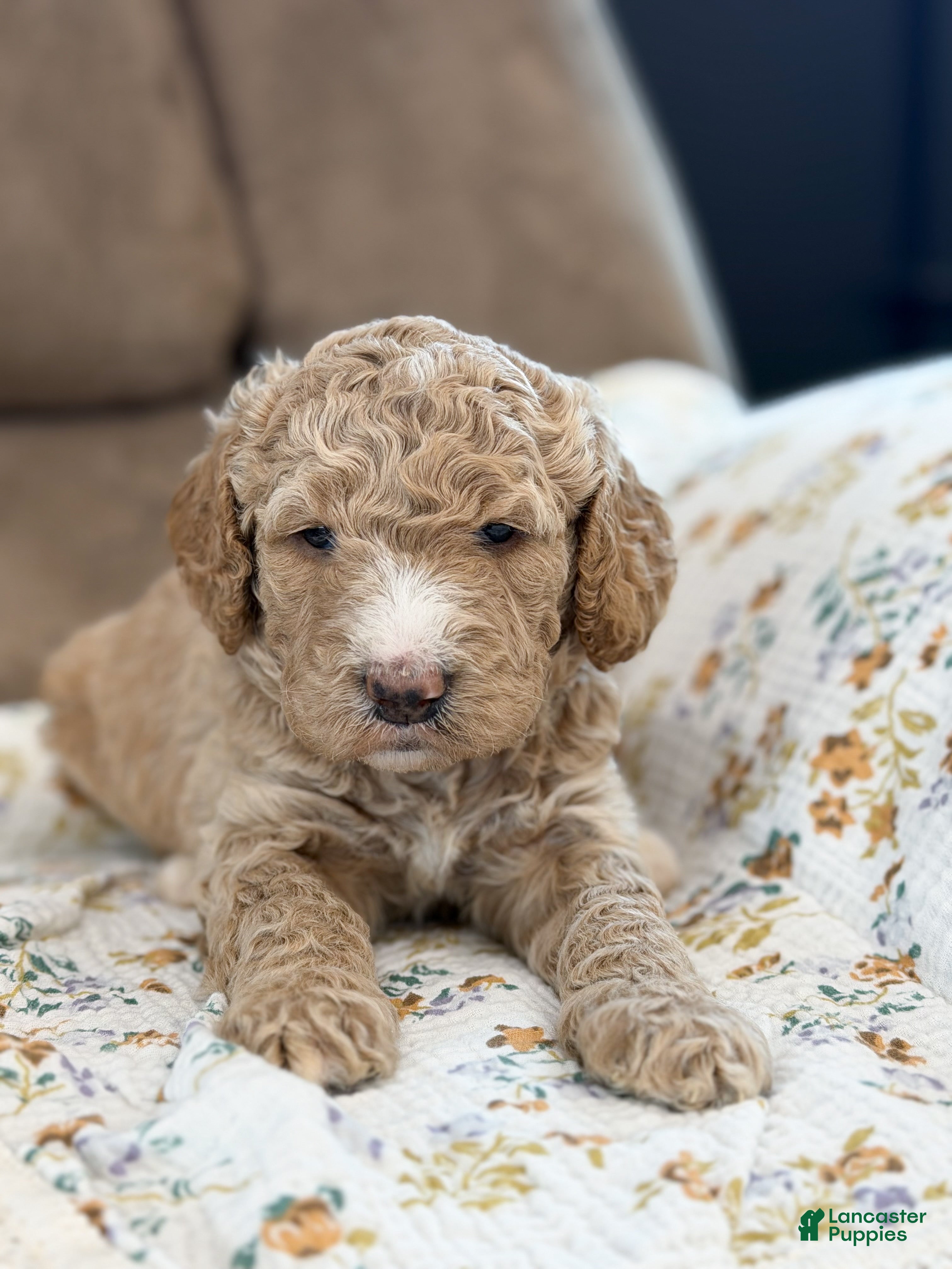 Goldendoodle dogs Dixie - Ad 1
