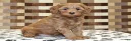 Cavapoo dogs for sale: Oscar - Ad 1
